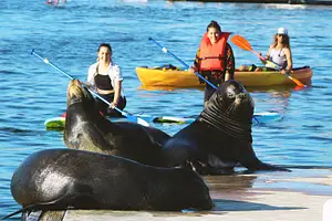 Marina Del Rey Kayak And Paddleboard Tour With Sea Lions