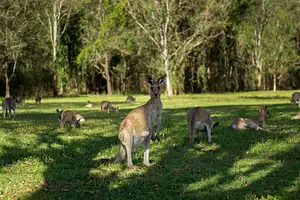 Kangaroos and mountain views tour