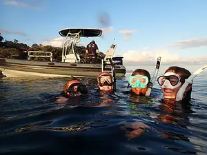 Guided Dive Tour | Goat Island