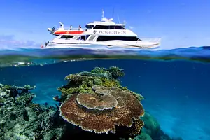 Poseidon Outer Reef Snorkel | Intro Dive | Cert Dive  - Port Douglas