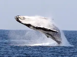 Luxury Whale watching experience