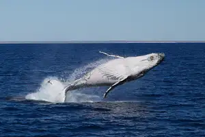 Coral Bay Whale Watching Tour