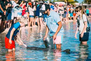 Monkey Mia Dolphin Spectacular Full Day Tour + Pink Lake Scenic Flight From Geraldton